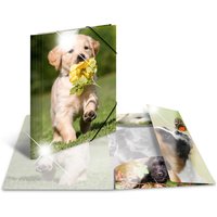 HERMA Eckspannermappe, Hunde, PP Glossy, DIN A4