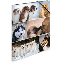 HERMA Eckspannermappe, Hunde, aus Karton, DIN A4 – Bild 2