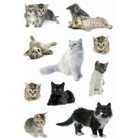 HERMA Sticker DECOR, Katzenfotos – Bild 2