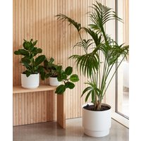 orthex Blumentopf PAULINA, Durchmesser: 170 mm, schwarz
